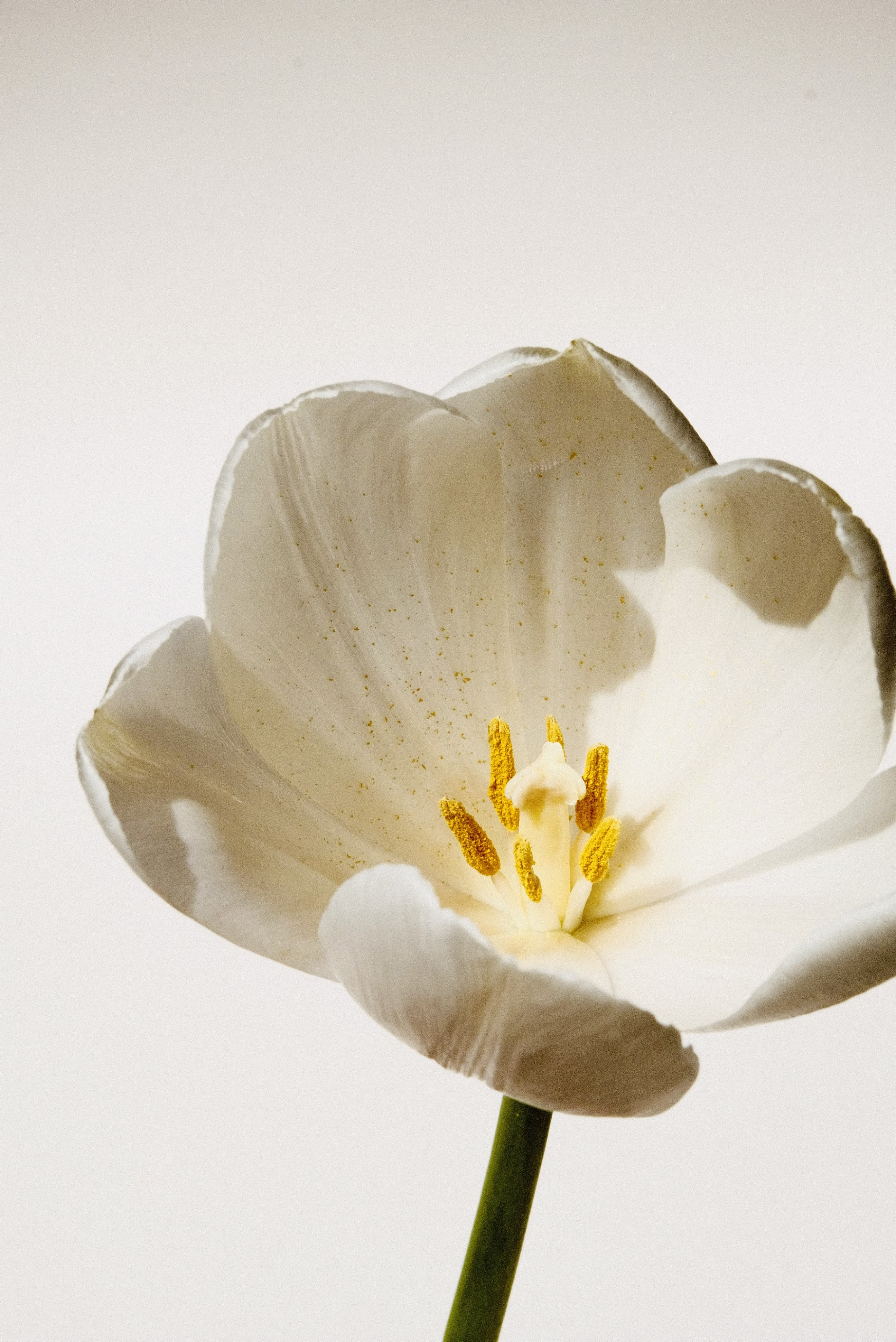 White rose